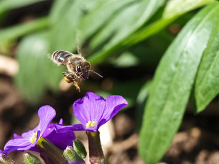 bee