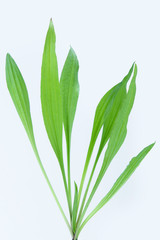 Plantain herb