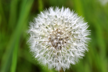 Pusteblume