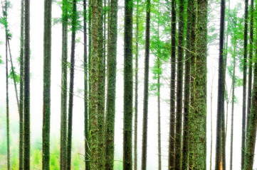 Abstract Forest Blur Background