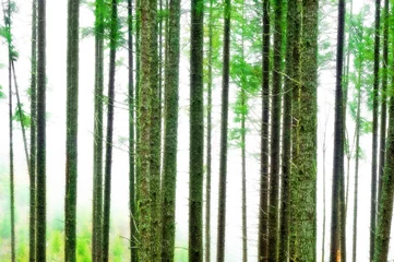  Abstract Forest Blur Background © vlorzor