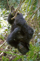 Mountain gorilla, Volcano National Park, Rwanda