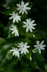 Jasmin des haies (jasminum multiflorum)