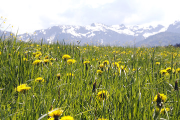 Lush Meadow in the Alps