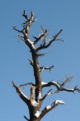 winter bare tree