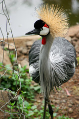 Fototapeta premium Crane Bird