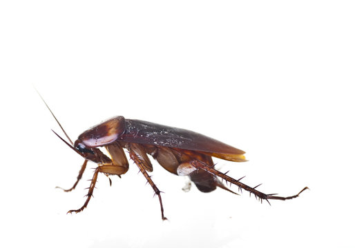 cockroach profile