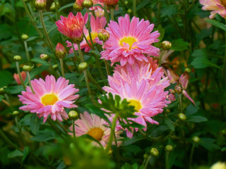 Obraz premium Pink flowers