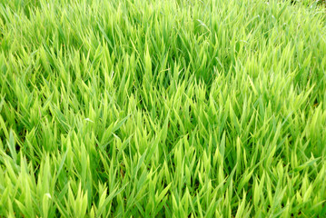 green grass