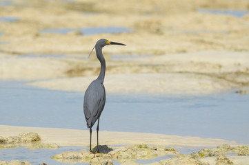 Dimorphic Egret, Egretta dimorpha