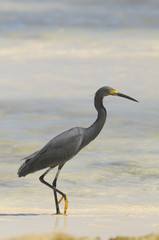 Dimorphic Egret, Egretta dimorpha