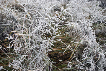 Hoarfrost on a grass