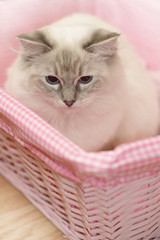 Fototapeta na wymiar cat in pink basket