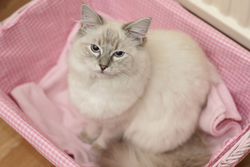 cat in pink basket