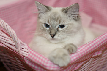 cat in pink basket