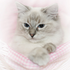 cat in pink basket