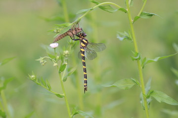 オニヤンマの羽化