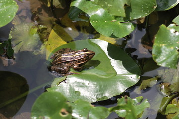 トノサマガエル