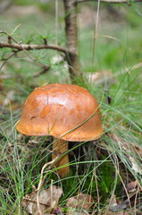 German helmet shaped mushroom