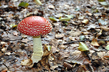 Red and white spotted mushroom