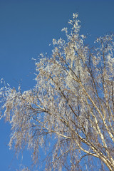 Winterlicher Baum