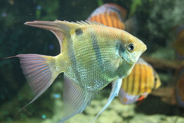 Zierfisch