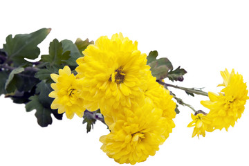 yellow chrysanthemum flowers isolated on a white background