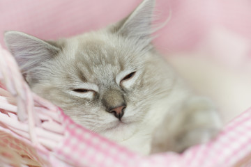 cat in a pink basket