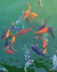 Japan Fishes II