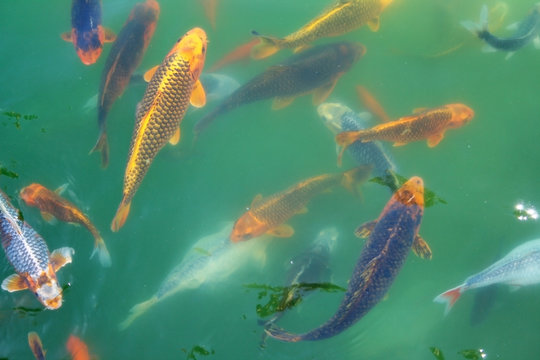 Japan Fishes