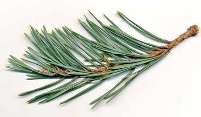 Scotch Pine