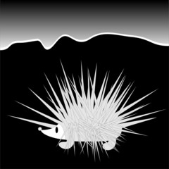porcupine, vector illustration