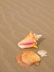 Fototapeta na wymiar Scallop and Conch Shells on a Wind Swept Sandy Beach