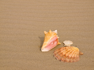 Scallop and Conch Shells on a Wind Swept Sandy Beach