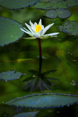 White Water Lily