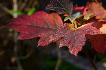 Oak leaf hydrangea