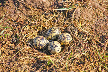 an eggs on the grass