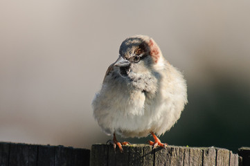 Obraz premium male House Sparrow Passer domesticus