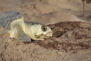 Tortue olivâtre