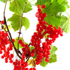 branch of red currant