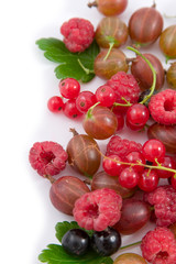 Berries: raspberry, gooseberry and currant