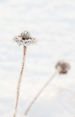Frozen Daisy Stems in the Snow