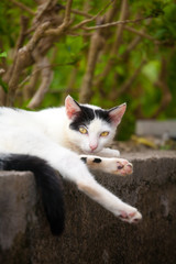 Naklejka na ściany i meble 竹富島の猫
