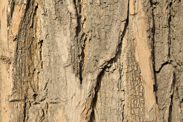pagoda tree bark