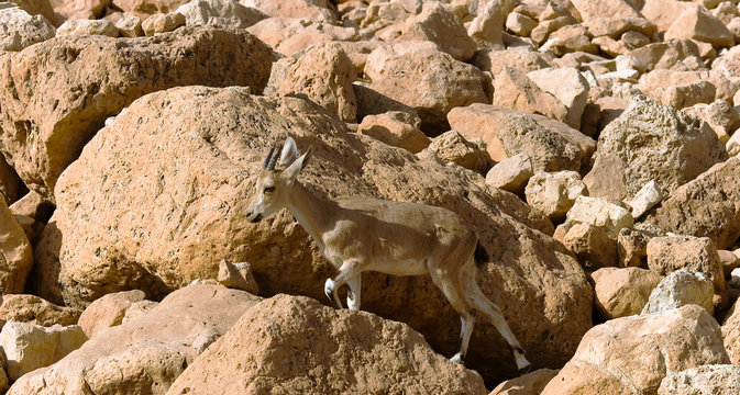 Mountain chamois among rocks