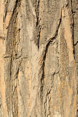 pagoda tree bark
