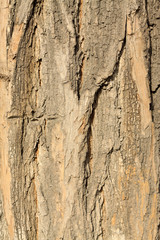 pagoda tree bark