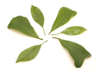 Leaves