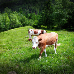 Fototapeta na wymiar bydło w Południowym Tyrolu