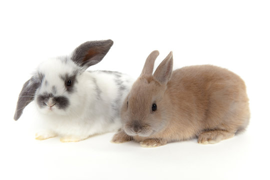 zwei kaninchen